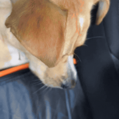 RoadTrip Deluxe – Mach dein Auto zum Wohlfühlplatz für deinen Hund